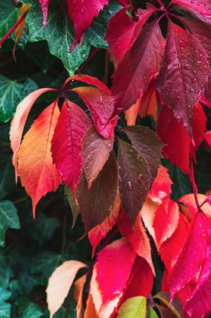 Session automne sous la pluie - 2023